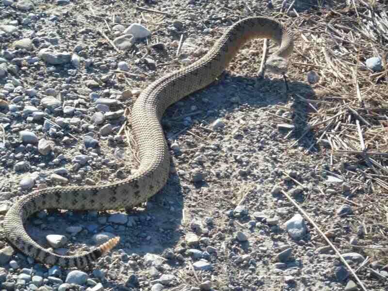 rattlesnake