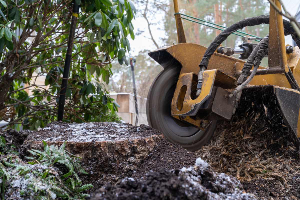 A yellow stump grinder removing a tree stump removing process