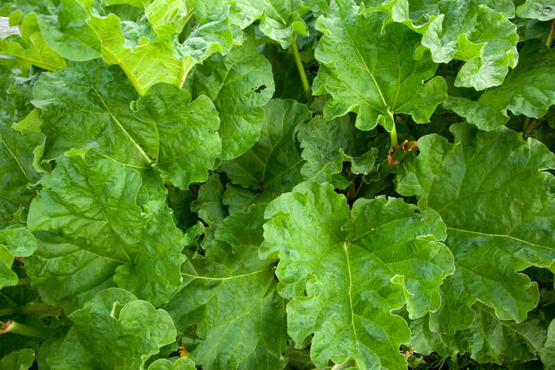 Many leaves of rhubarb plant