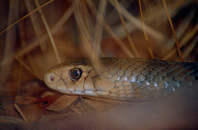 closeup of an eastern brown snake