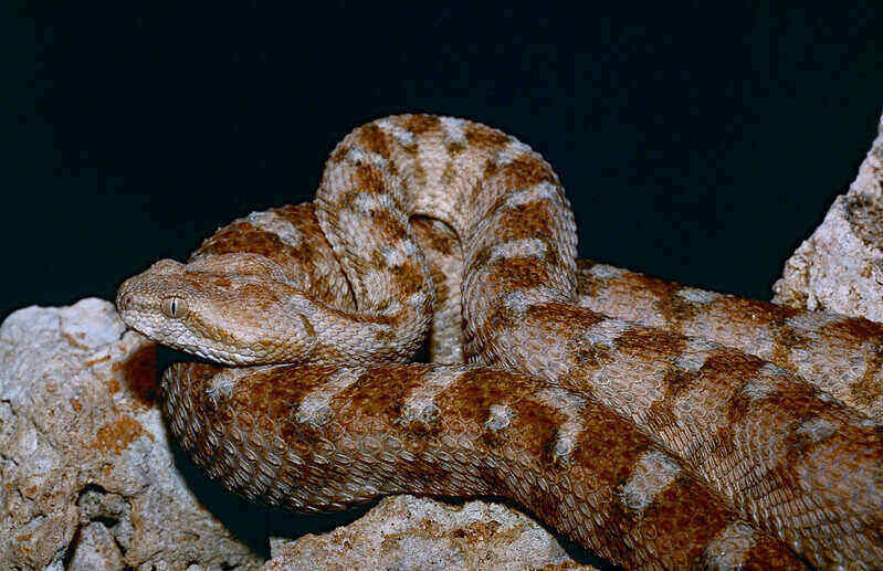 closeup of a saw-scaled viper