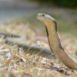 8 of the Most Venomous Snakes in the World
