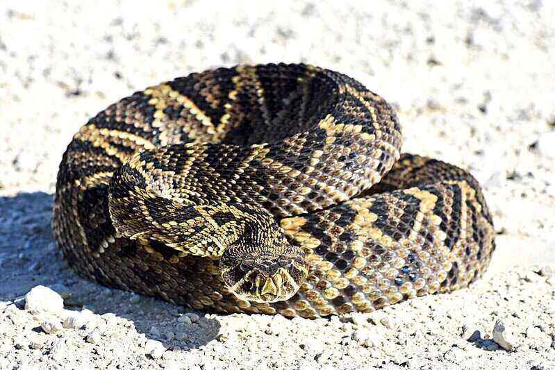 closeup of an Eastern Diamondback Rattlesnake