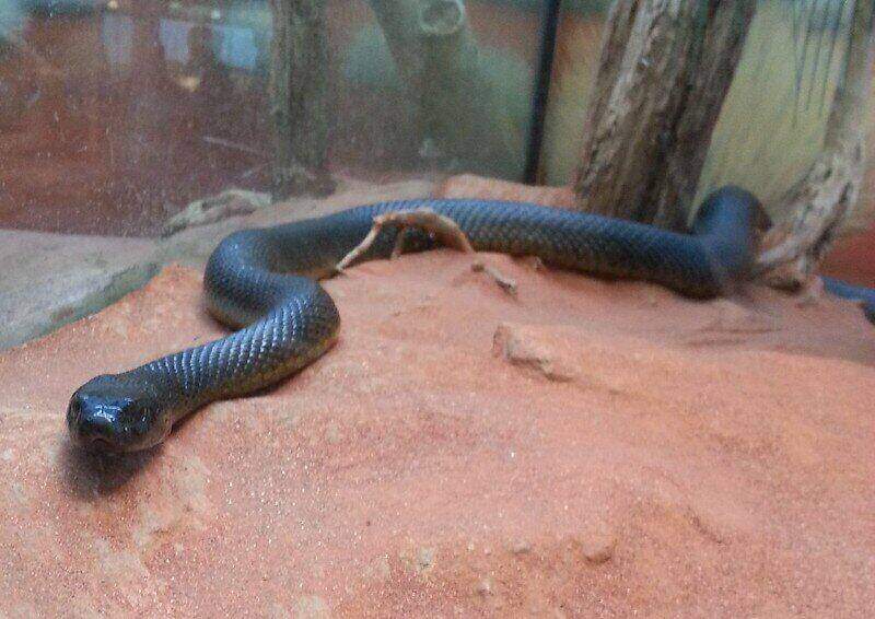 closeup of an inland taipan