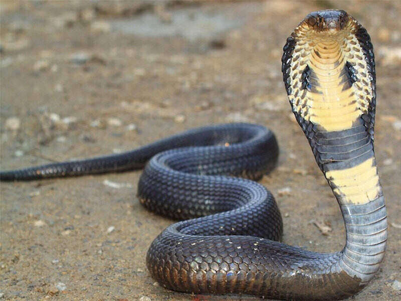 closeup of a king cobra