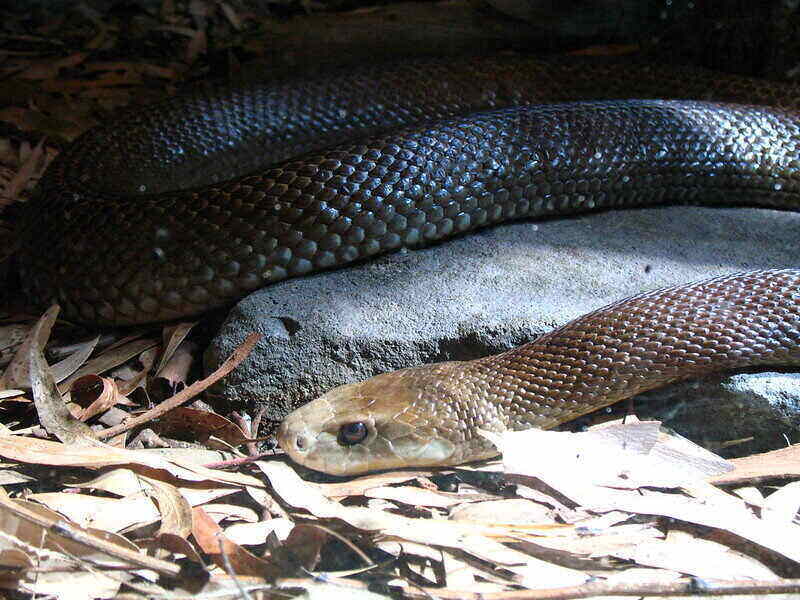 closeup of an inland tapain