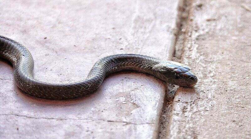 closeup of a black mamba