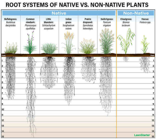 Native Grasses Are They Right for Your Lawn?