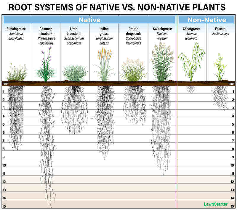 native plant roots