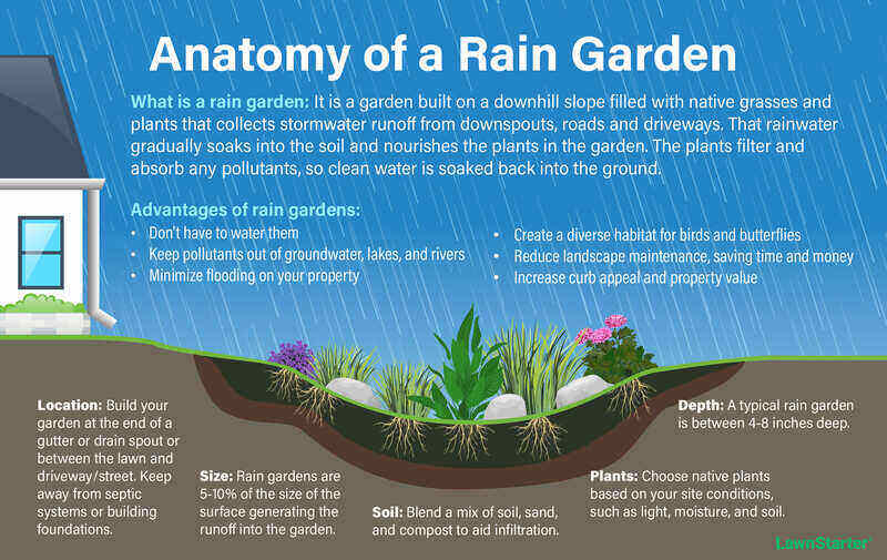 rain garden illustration