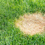 Why Does My Lawn Have Brown Spots?