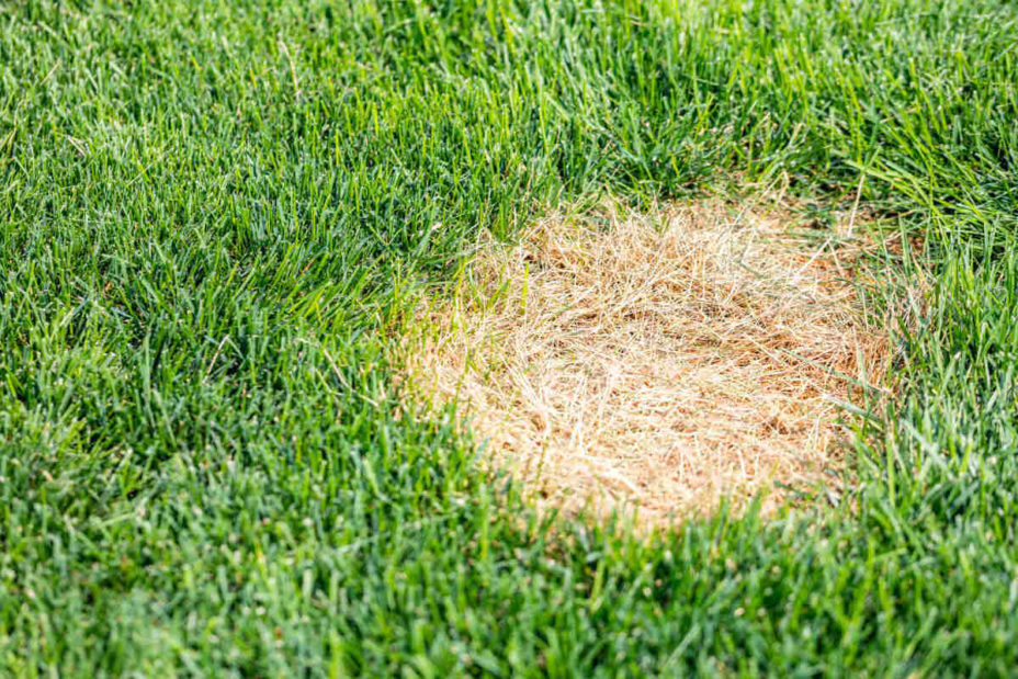 Why Does My Lawn Have Brown Spots SmartLiving 888 758 9103