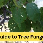 Common Types of Tree Fungus