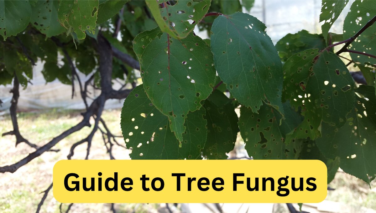 Silver Leaf Fungus, Garden Pests & Diseases, Gardening Tips