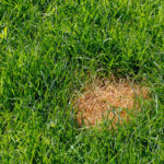 How to Get Rid of Anthracnose in Your Lawn
