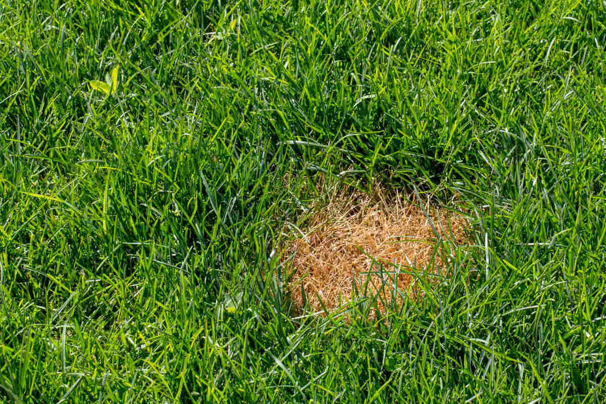 Anthracnose in lawn