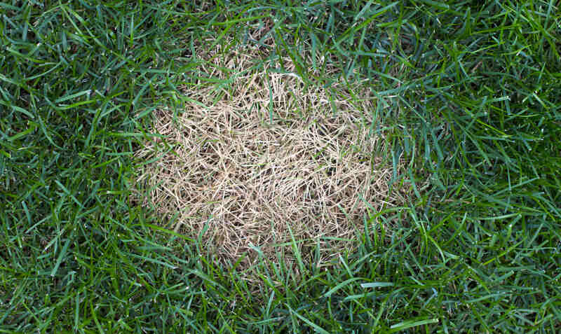 A patch of brown, dried-out grass, showing signs of fungal disease or environmental stress.