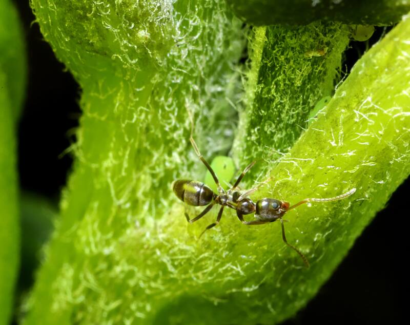 An argentine ant on a leaf