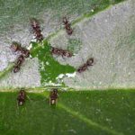 How to Get Rid of Argentine Ants