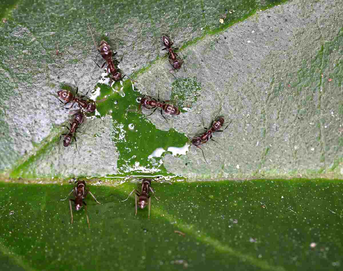 Many argentine ants on a leaf