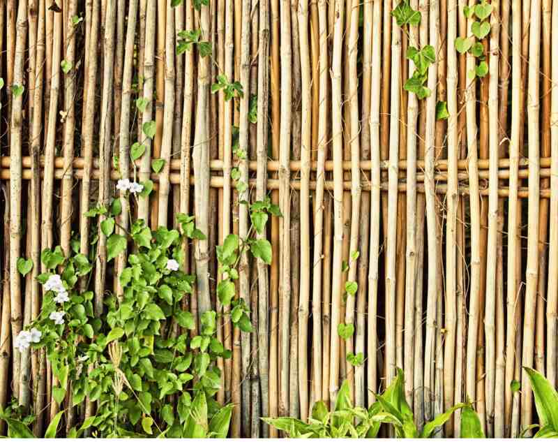 A bamboo fence of a lawn.