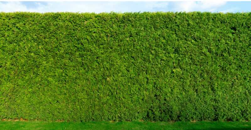 A living fence of a lawn