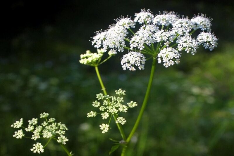 A white colored spotted hemlock plant