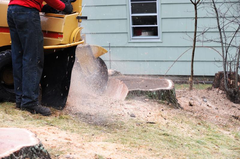 A worker operates a stump grinding machine, cutting through a large tree stump in a yard, with wood chips flying around. 