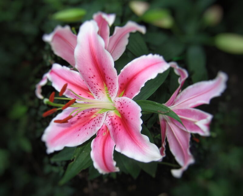 Tiger Lily flower