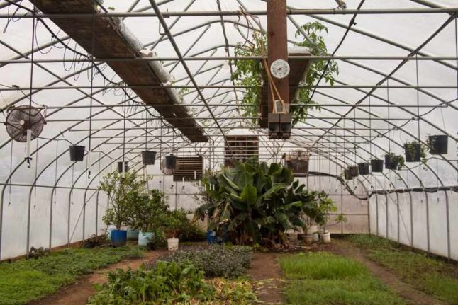 greenhouse