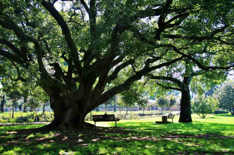 shade of trees