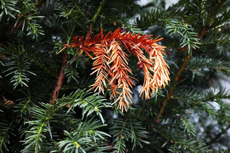 A yew plant in a lawn
