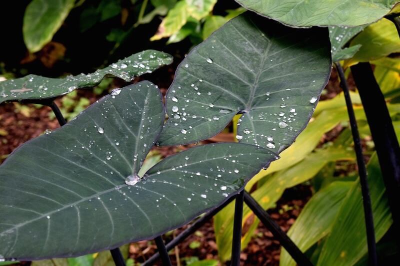 A dark green colored elephant ear plant