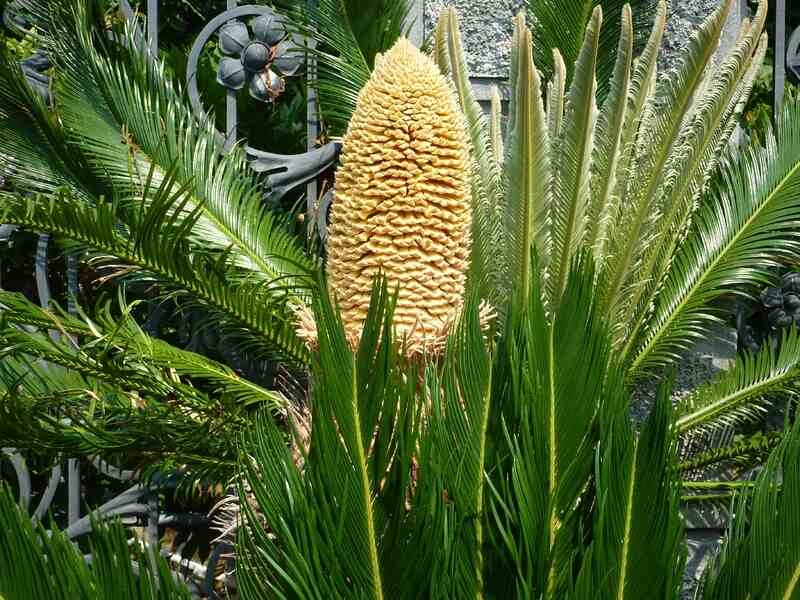 A sago palm plant in a lawn