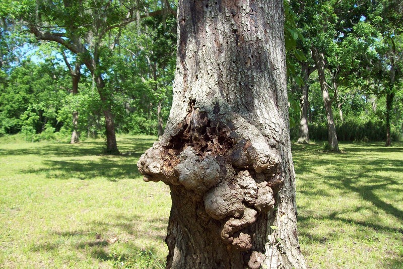 Tree wound