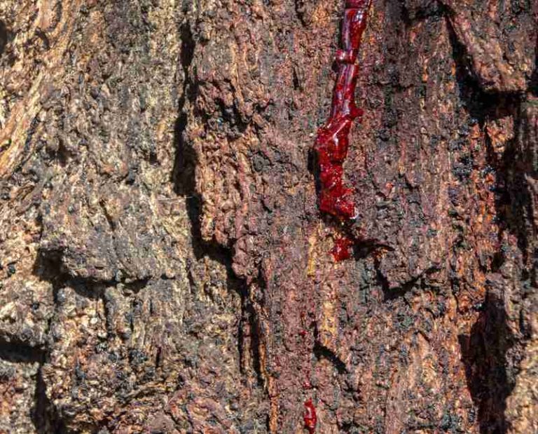 Why Is My Tree Leaking Sap?