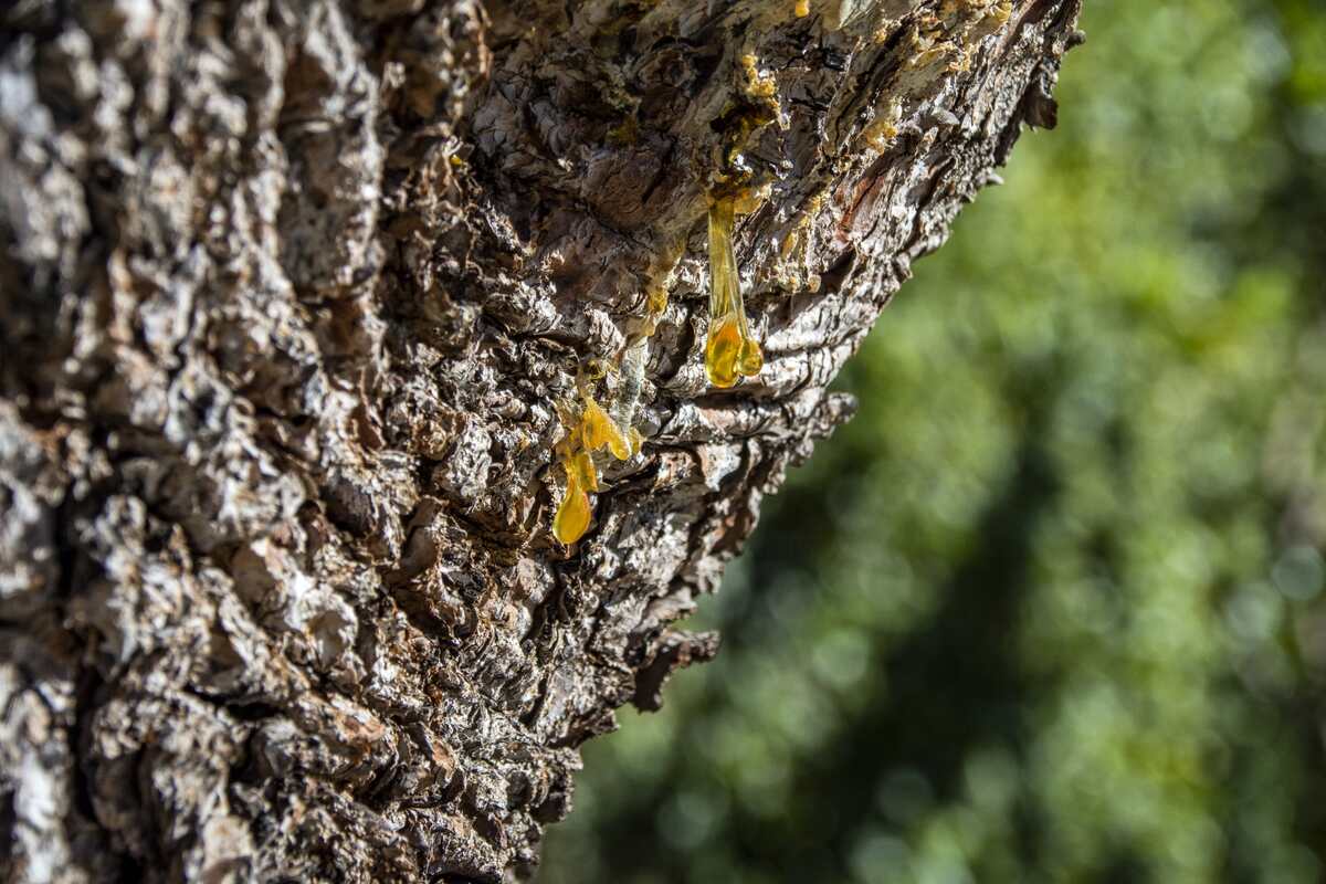 tree care