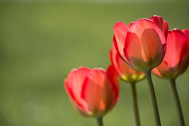 closeup of tulip plant