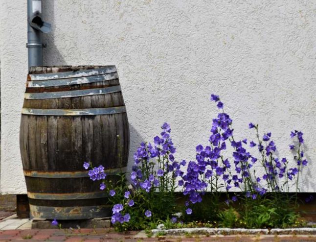 A wooden rain barrel in front of a cement wall with blue flowers next to it