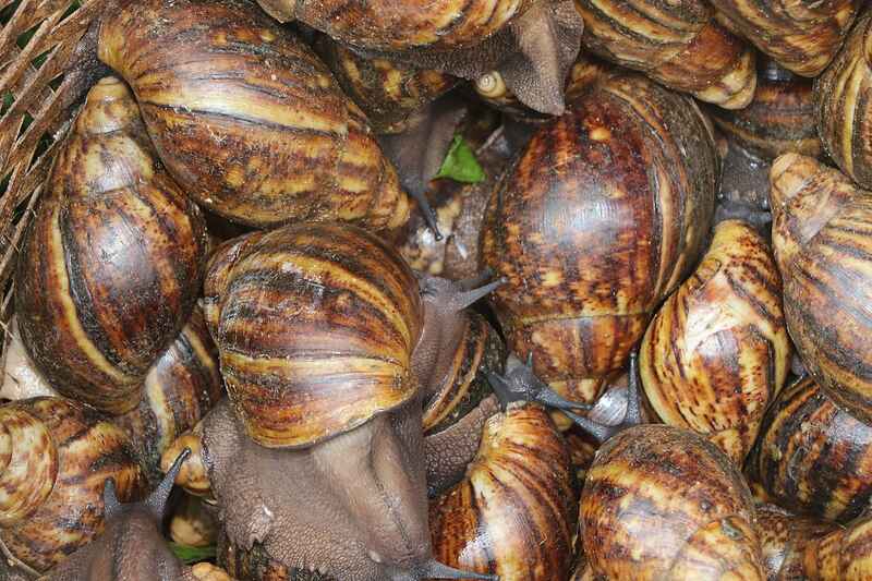 edible snail
