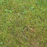 How to Remove Moss From Your Lawn