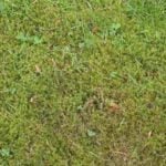 How to Remove Moss From Your Lawn