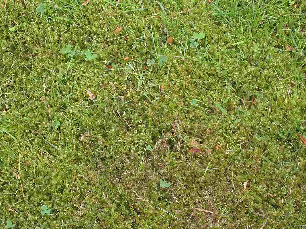 moss in lawn