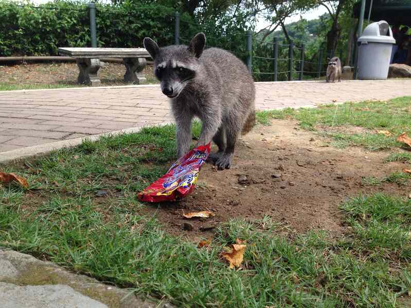 How to Get Rid of Raccoons Lawnstarter