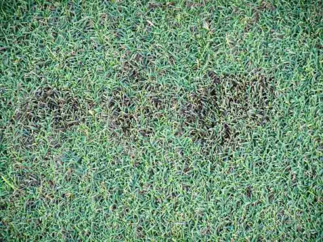 Turf (Bermudagrass): Dollar spot, prob. caused by Sclerotinia homoeocarpa