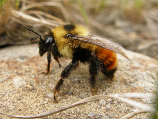 closeup of bee