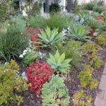 7 Drought-Tolerant Landscaping Ideas