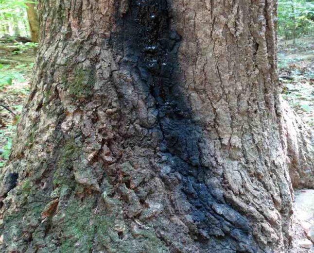 Oak Tree Diseases How to Treat Them