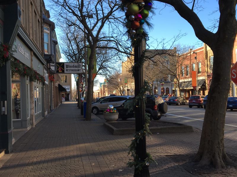 tree in a street