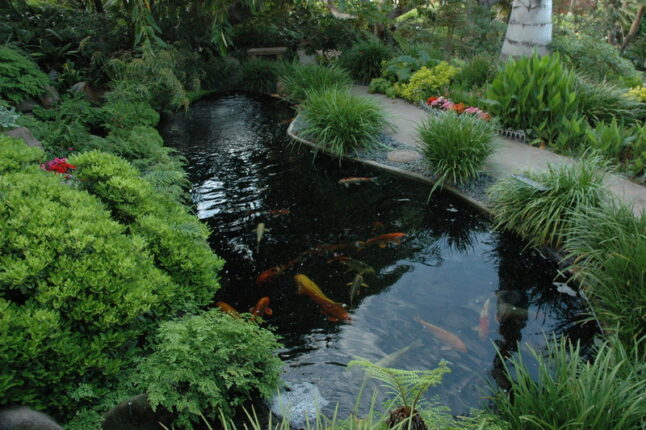 Koi Pond With Koi Fishes and Surrounded by Green Plants